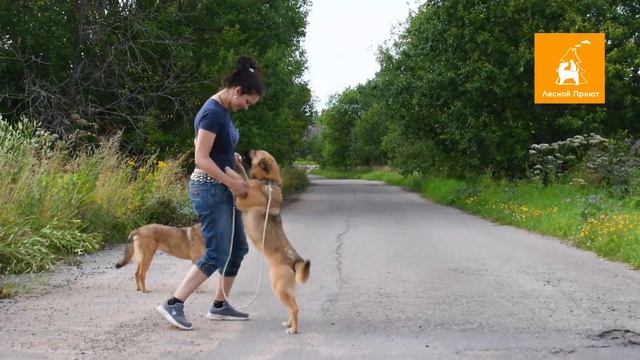 Собаки Тома, Дженна, Тринити из Лесного приюта ждут своих хозяев. смотреть онлайн