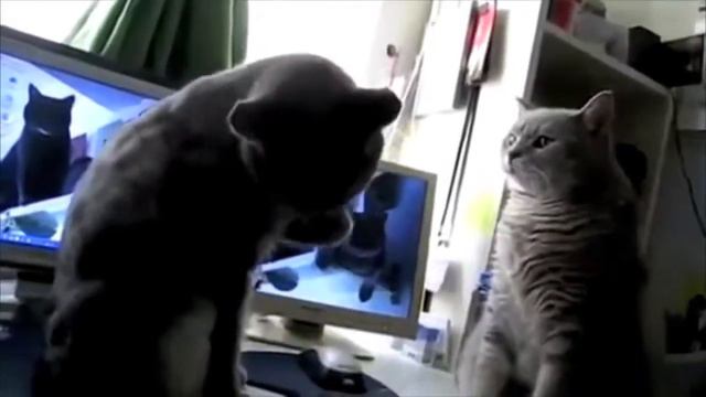 Коты играются Неожиданная развязка смотреть онлайн
