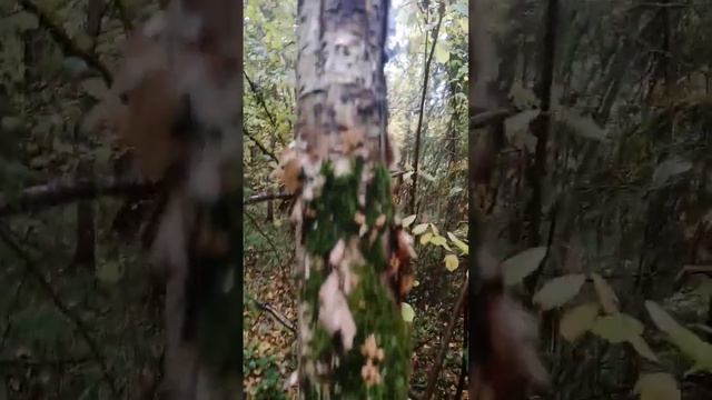 Осенние опята только лезут, но скоро начнется волна. смотреть онлайн