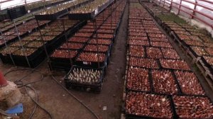 Нарциссы, выгонка к 8 марта