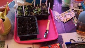 Пересаживаем, ЛИХНИС ХАЛЦЕДОНСКИЙ   Семейства гвоздичные  ЧАСТЬ  3