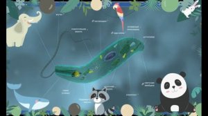 Эвглена зеленая в 3 Д простыми словами. Программа 7 класса