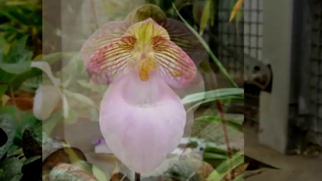 Paphiopedilum micranthum (Пафиопедилум мелкоцветковый) ... смотреть онлайн