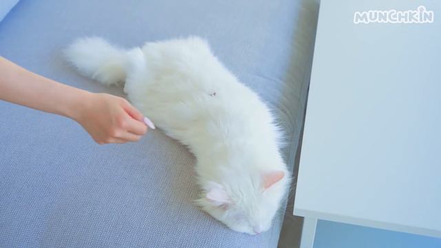 Cats vs Lasers 2 | Compilation смотреть онлайн