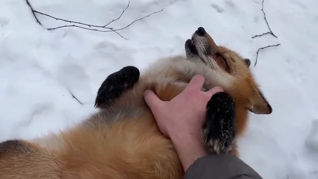 Ли Сяо / Alice the Fox Лиса Алиса (Рассказ про Обезьянку!!) смотреть онлайн