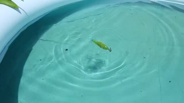 S G 3D Trout Rattle Shad 12,5 см 1000 00 руб смотреть онлайн