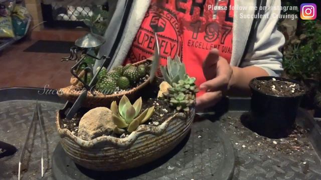 Boatman Watermelon Vendor Succulent and Cacti Arrangement смотреть онлайн