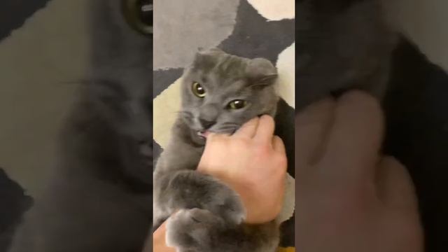 Кот кусается когда его хочешь погладить смотреть онлайн