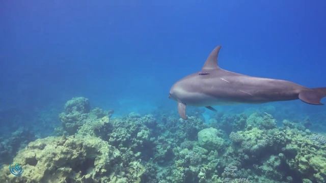 Нежная музыка, успокаивает нервную систему и радует душу ? лечебная музыка для сердца и сосудов #15 смотреть онлайн