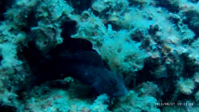 La pelle mécanique de Banyuls Sur Mer смотреть онлайн