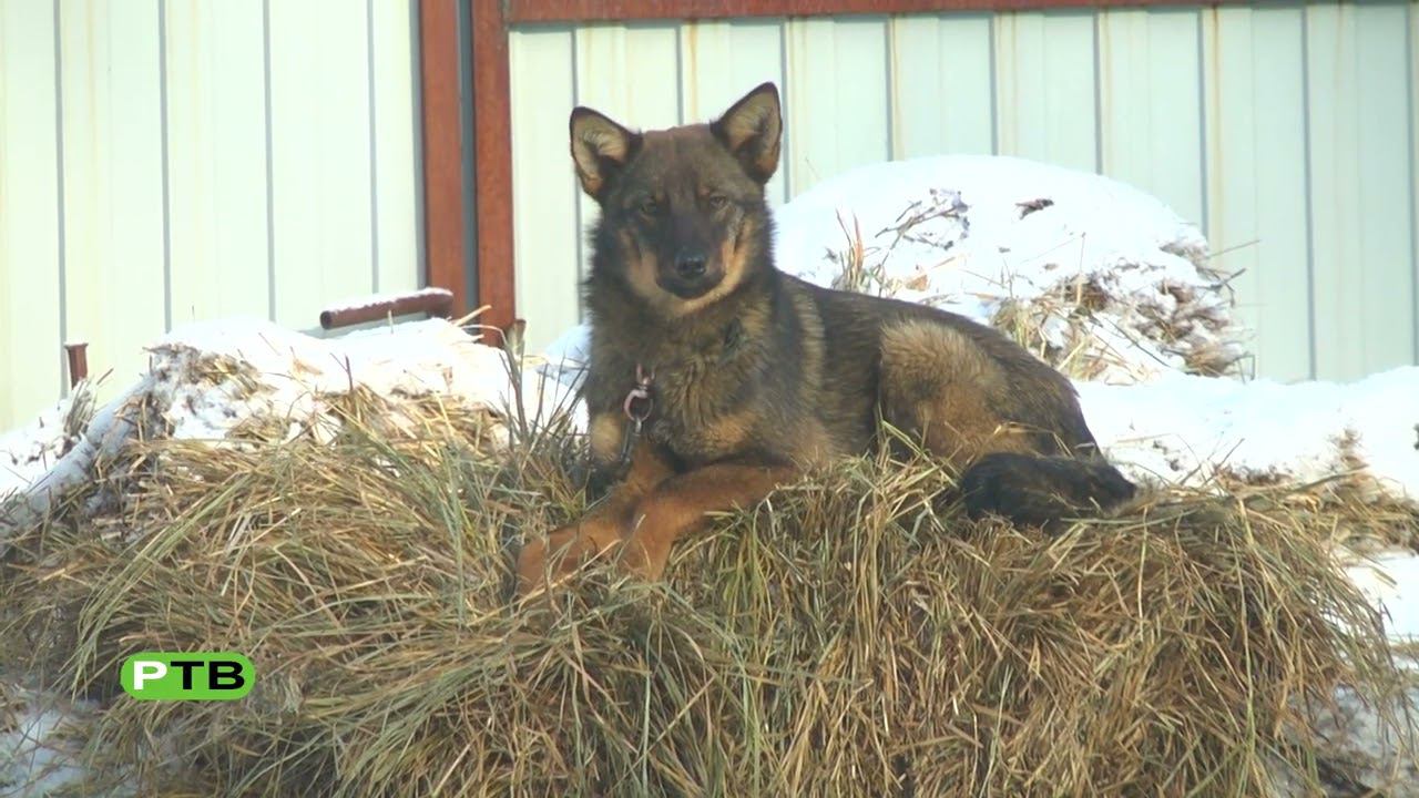 Человек собаке друг? смотреть онлайн