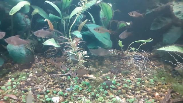 игуана +аквариум 500 литров смотреть онлайн