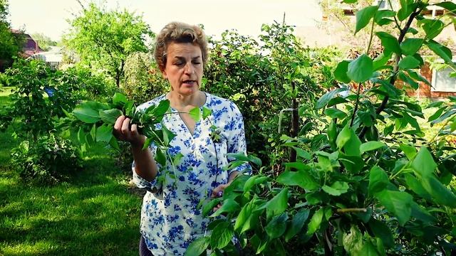 Как ухаживать за привитым растением смотреть онлайн