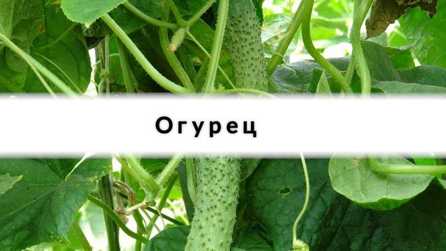 Вы можете есть эти 15 продуктов столько, сколько хотите и не набирать вес смотреть онлайн