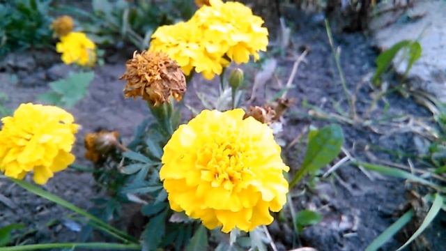 природа - берегите природу # 2 смотреть онлайн