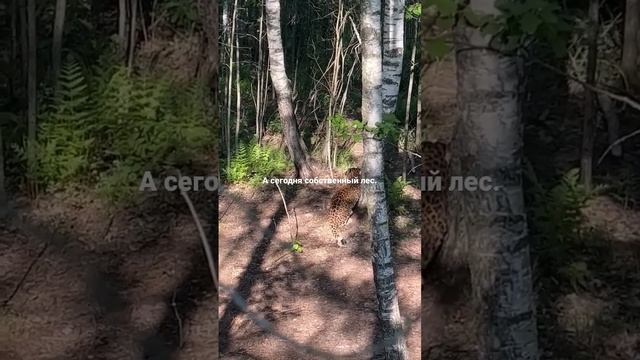 Первые шаги леопарда в лесу смотреть онлайн