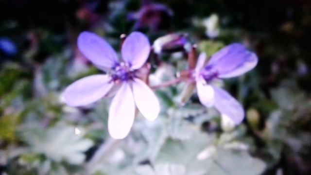 Аистник: лечебные свойства и противопоказания. смотреть онлайн