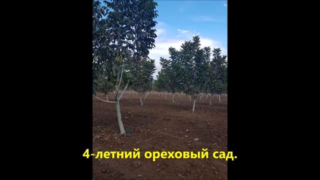 Саженцы грецкого ореха смотреть онлайн