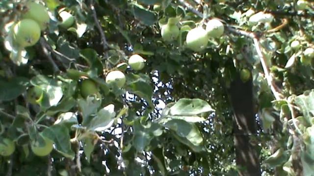 Забытые имена. Священник Николай Ромашко. Ч. 9 смотреть онлайн