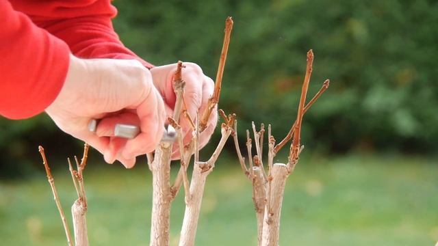 Ginkgo Biloba Bonsai | Winter Pruning A Ginkgo Group Planting
