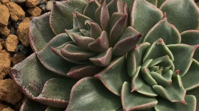 Graptopetalum Bellum 多肉植物辨識 美麗蓮貝拉