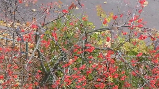 Дрозды на рябине. Октябрь 2021. смотреть онлайн