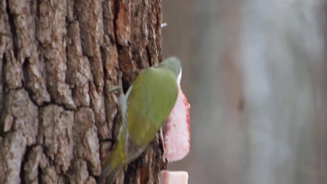 Девочка на Сале смотреть онлайн
