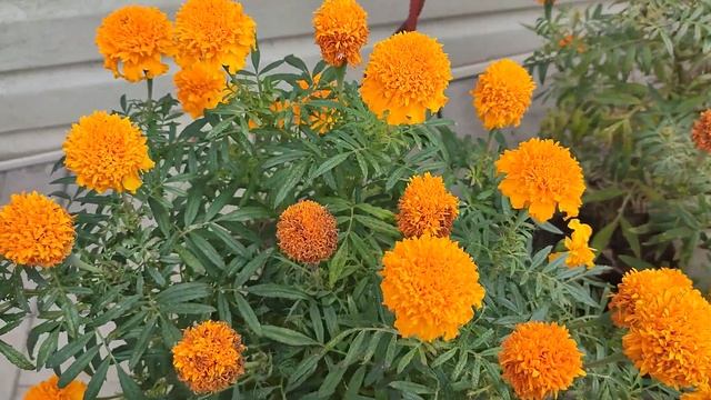 Славянск 1 сентября 2023 День сегодня смотреть онлайн