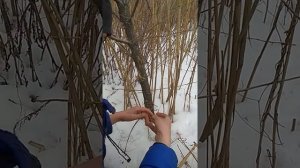 Как правильно ставить петли на фазана , надёжный способ !!!