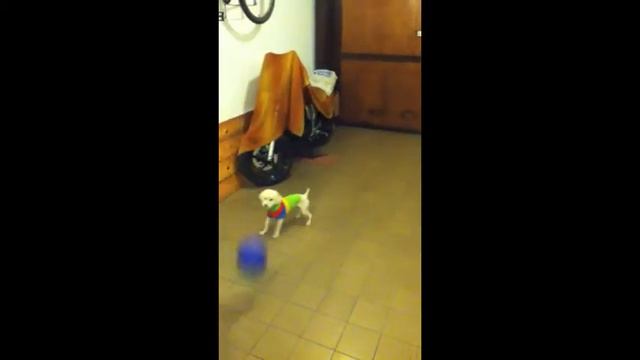 Bela! смотреть онлайн
