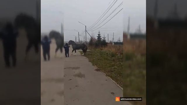 цыганские лошади г КОСТРОМА ЗАБАВА 2 ГОДА смотреть онлайн