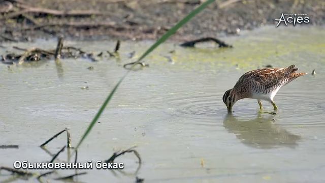 Обыкновенный Бекас.