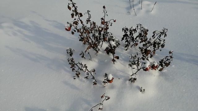 МОРОЗЫ -30 !!! Как зимуют мои растения ! смотреть онлайн