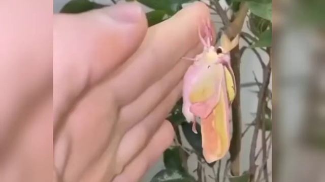 Бабочка. В. Гафт. смотреть онлайн