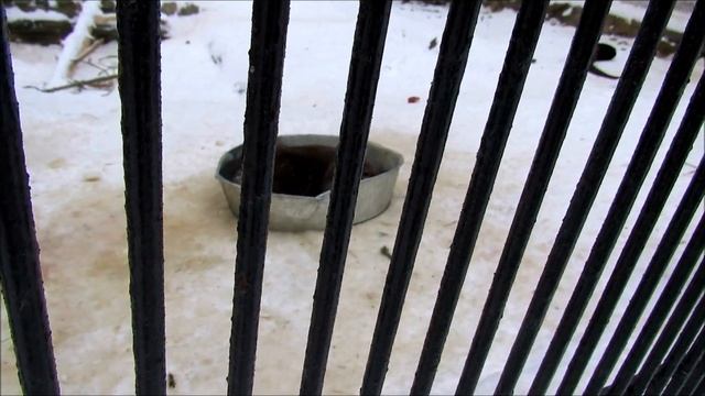 Выдры купаются в тазу 4.02.18г. смотреть онлайн