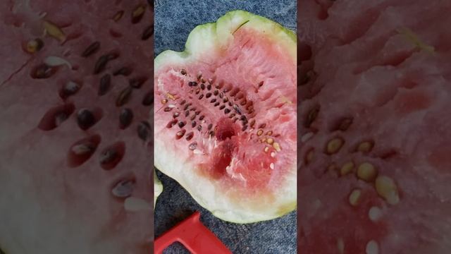 16.07.21 арбуз Талисман розовый сорт, сладкий +30937654925 смотреть онлайн