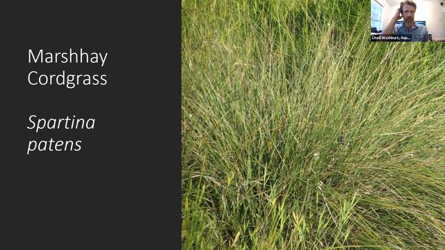 Naples Native Plants June 2020 Meeting Native Plants and Storm Water смотреть онлайн