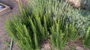 РОЗМАРИН | С ОГОРОДА НА ПОДОКОННИК | Осенняя пересадка розмарина в горшки. Наши виды розмарина.