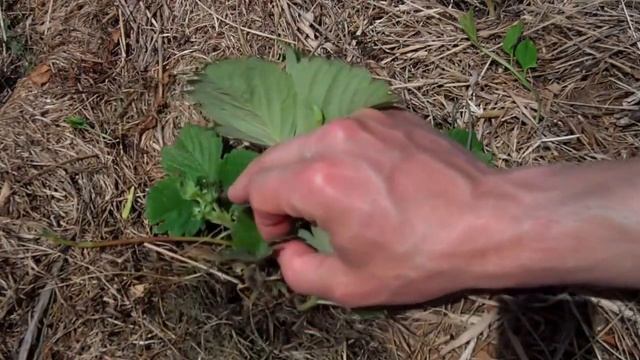 Выращивание клубники под сеном соломой мой опыт смотреть онлайн