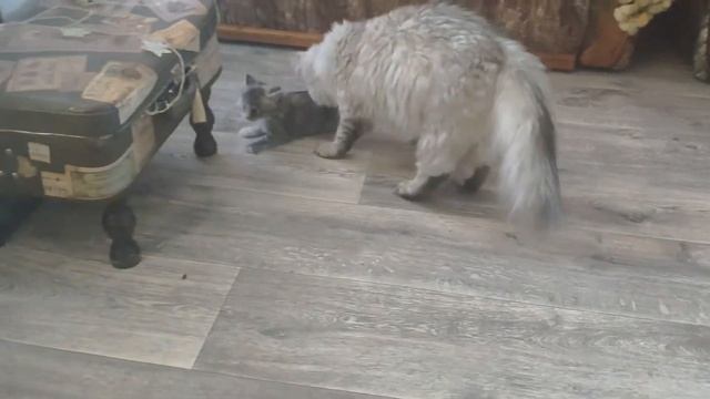 Подросли котята на даче. смотреть онлайн