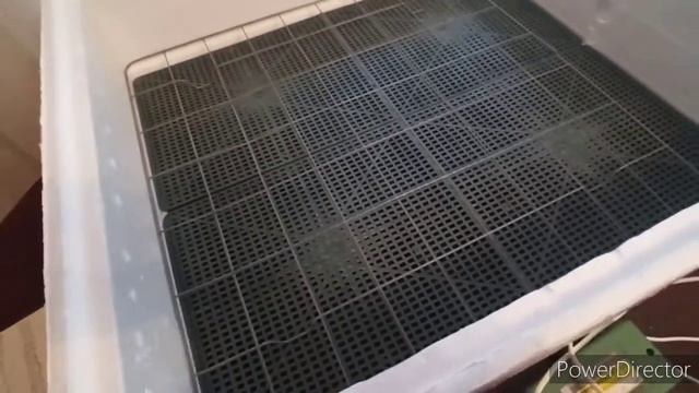 Делюсь успешным инкубированием в инкубаторе "Несушка". Как я добавляю и убавляю влажность. смотреть онлайн