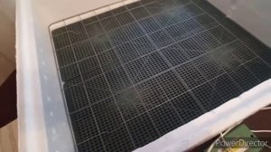 Делюсь успешным инкубированием в инкубаторе "Несушка". Как я добавляю и убавляю влажность.