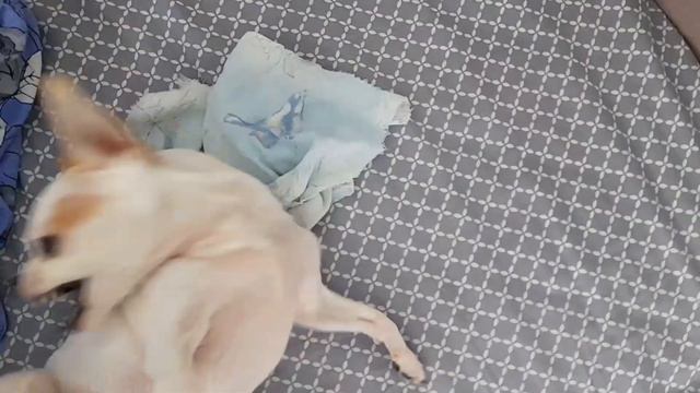 Играем с собачкой🥰🤣🤭🤪 We play with a dog смотреть онлайн