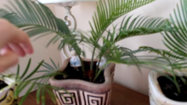 Замочування насіння цикаса для подальшої висадки в грунт. смотреть онлайн