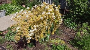 Спирея Вангутта Золотой Фонтан. Красота или разочарование?