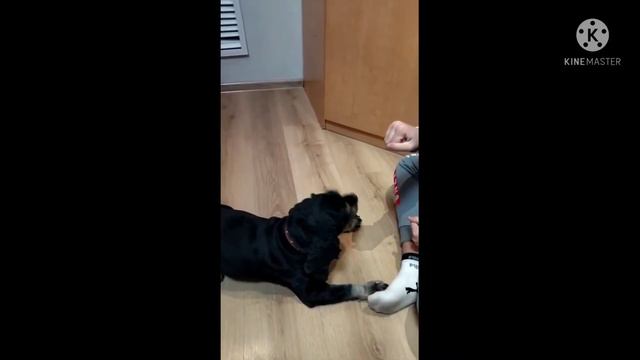 обзор на собаку , американский кокер спаниель