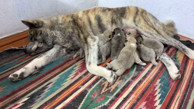Щенки Акита Ину 7 дней. Akita Inu puppies 7 days. смотреть онлайн