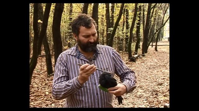 Молодой осенний грач. Young crow by autumn.wmv смотреть онлайн