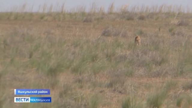 В заповеднике «Черные земли» продолжается отел сайгаков