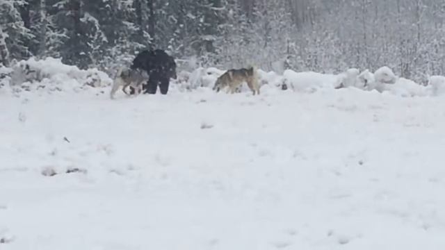 состязания по медведю 1 часть смотреть онлайн